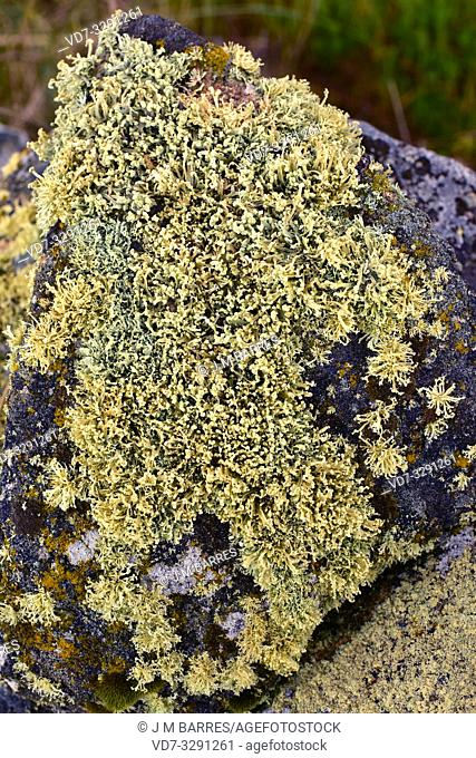 Ramalina capitata is a fruticulose lichen. This photo was taken in Arribes del Duero Natural Park, Zamora province, Castilla-Leon, Spain