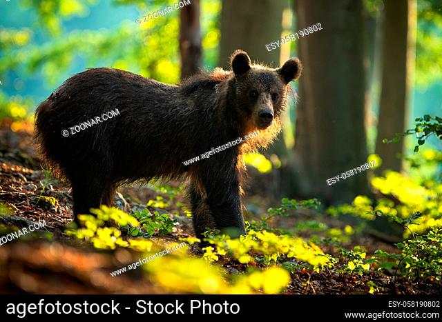 Calm young brown bear, ursus arctos, watching from side view in summer forest at sunrise.Tranquil wildlife scenery with mammal sunlit by morning rising sun
