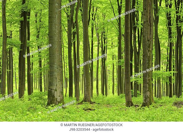 Vital green forest in spring. Westerwald, Rhineland-Palatinate, Germany