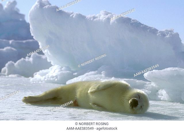 Harp Seal Pup, Yellowcoat Quebec, Canada