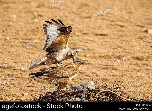 Asia, Mongolia, Eastern Mongolia, Steppe, Upland Buzzard (Buteo hemilasius), ground nest, debris piles of any kind