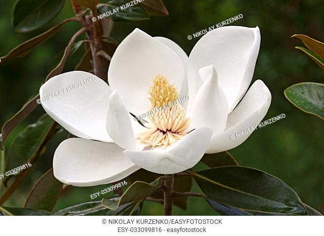 Southern magnolia (Magnolia grandiflora). Called Evegreen Magnolia, Bull Bay, Bullbay Magnolia, Laurel Magnolia and Loblolly Magnolia also