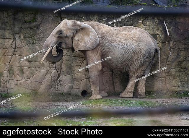 Drumbo, the 46-year-old African female elephant from Vienna's Schonbrunn zoo, who arrived to the Safari Park Dvur Kralove, Czech Republic, on October 23, 2020