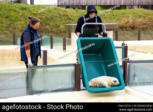 11 December 2023, Scheswig-Holstein, Friedrichskoog: Tanja Rosenberger (l), head of the Friedrichskoog seal sanctuary, watches as the female gray seal Hätti is...