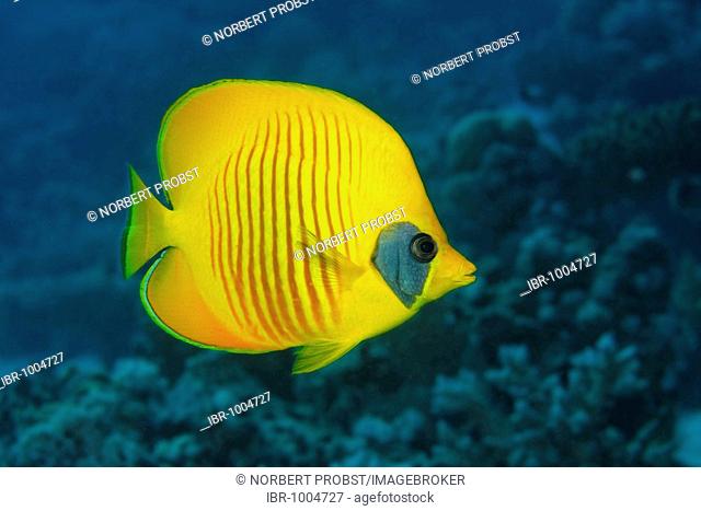 Bluecheek butterflyfish (Chaetodon semilarvatus) swims above the coral reef, Elphinstone reef, Hurghada, Red Sea, Egypt, Africa