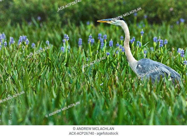 Great Blue Heron Ardea herodias among Pickerelweed Pontederia cordata