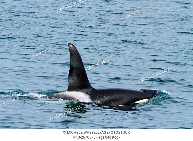CA-199 Male transient Orca (Killer Whale)