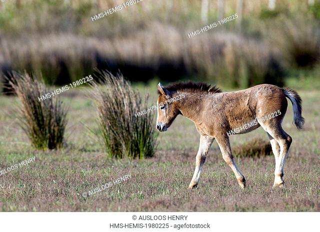 France, Camargue, Camargue horse (Equus caballus), foal