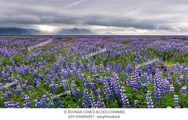 Huge field of purple lupine flowers and mountains with sunlight in the background on Iceland