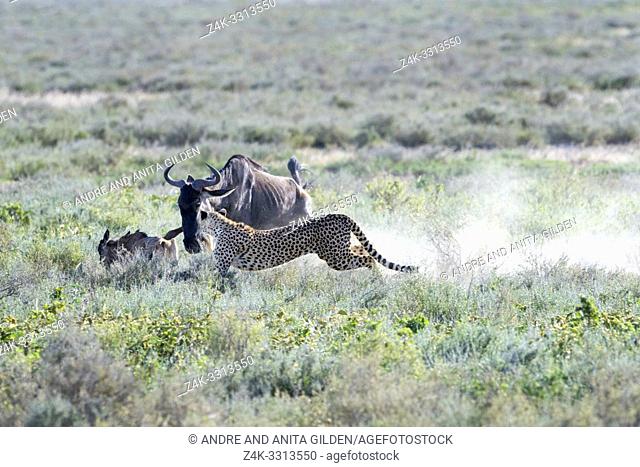 Cheetah (Acinonyx jubatus) hunting on a blue wildebeest (Connochaetes taurinus) calf, chased away by the mother wildebeest, Ngorongoro conservation area