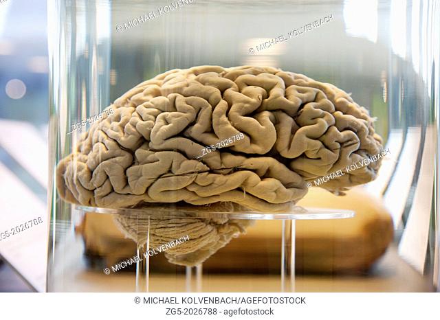 human brain in a Glas container filled with clear fluid, Neanderthal Museum in Mettmann, Germany