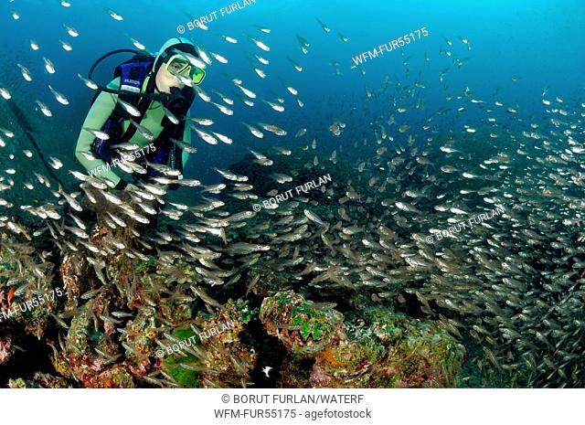 Scuba Diver and Shoal of Sweepers, Richelieu Rock, Surin Islands, Thailand