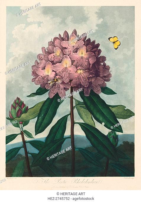 The Temple of Flora, or Garden of Nature: The Pontic Rhododendron, 1799-1807. Creator: Robert John Thornton (British, 1768-1837)