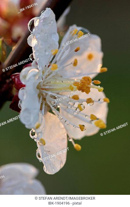 Apricot blossom (Prunus armeniaca)