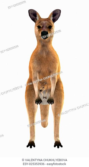 3D digital render of a red kangaroo caring a cute joey in a pouch isolated on white background