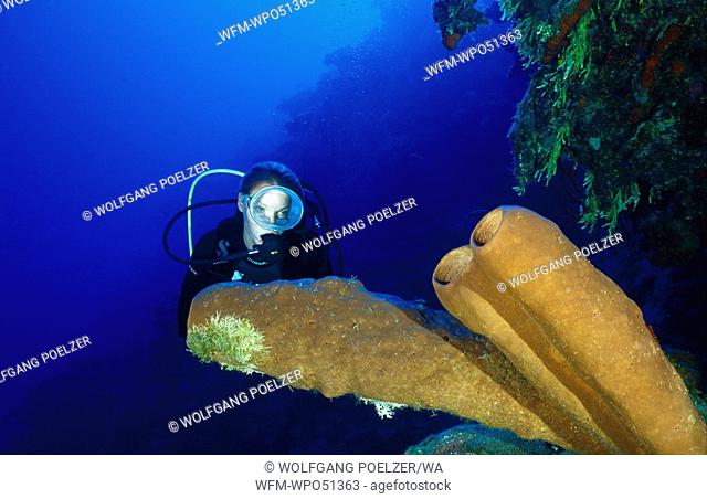 Scuba diver on colorful coral reef, Agelas conifera, Caribbean Sea, Cayman Islands