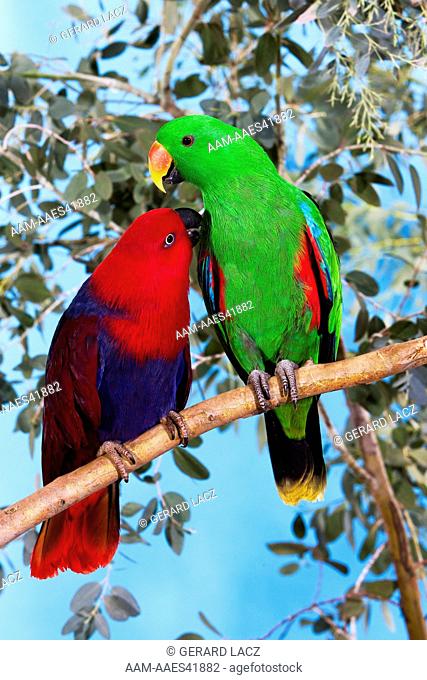 Eclectus Parrot Eclectus Roratus, Male And Female Standing On Branch