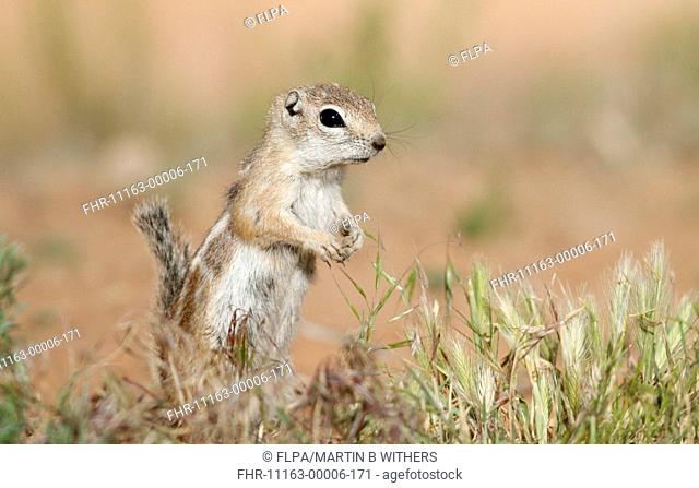White-tailed Antelope Squirrel Ammospermophilus leucurus adult, standing on hind legs in short grass, Arches N P , Utah, U S A , may