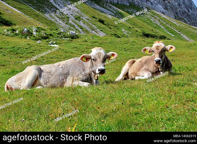 cow, cows, respectively calf, calves breed tyrolean braunvieh on the hochalm, hochalmsattel, next to bike and hiking trail, austria, tyrol, karwendel