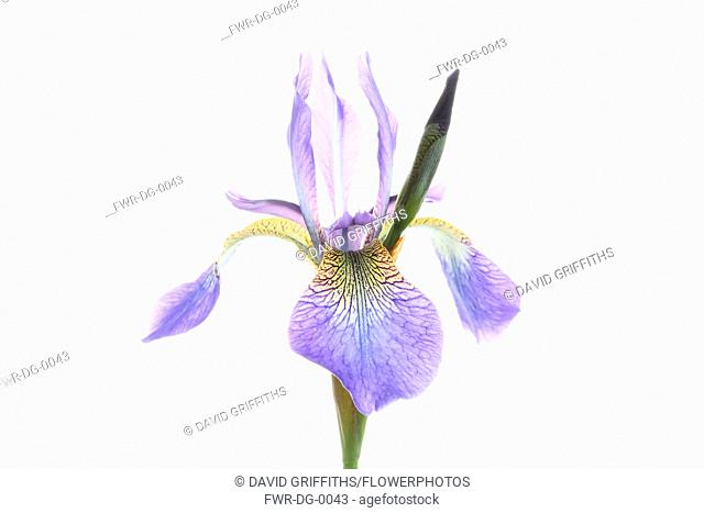 Iris, Siberian Flag, Iris sibirica, Studio shot of open pale blue flower head on an upright stem