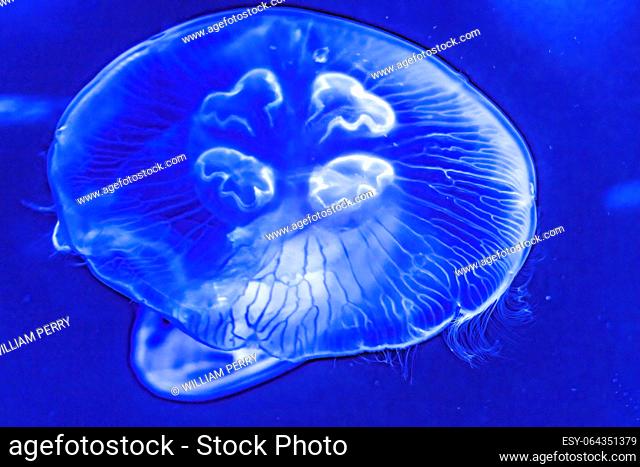 Colorful Blue Translucent Moon Jellyfish Aurelia Aurita Tropical Fish Waikiki Oahu Hawaii. Found in oceans throughout the World