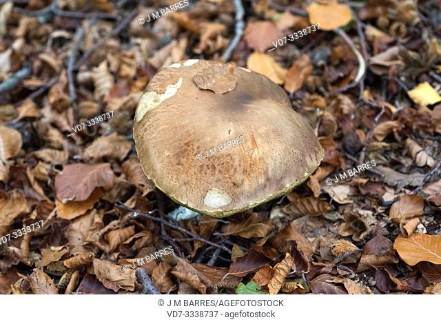 Iodine bolete (Boletus impolitus or Hemileccinum impolitum) is an edible mushroom. This photo was taken in Montseny Biosphere Reserve, Barcelona province