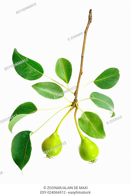 Pear tree branch with leaves and pears