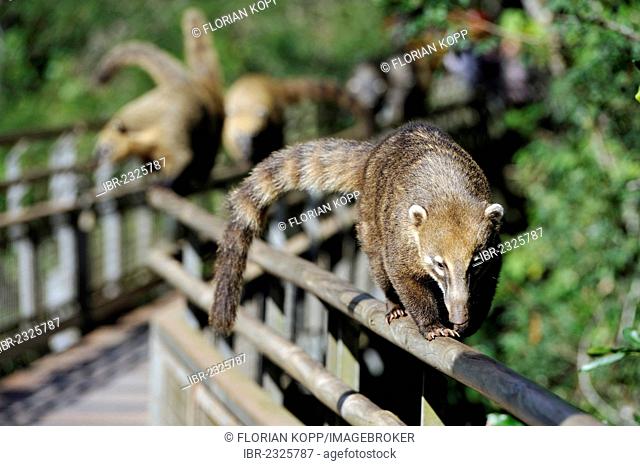 South American coati, or ring-tailed coati (Nasua nasua) balancing on a rail, walkway at the Iguazu or Iguacu Falls, at the border of Brazil and Argentina
