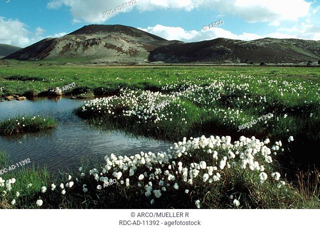 Moor lake with Cotton Grass, Snaefellsnes peninsula, Iceland
