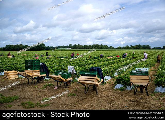 01 August 2023, Lower Saxony, Visbek: Strawberries of a remontant (ever-bearing) variety are harvested from a field at the end of the strawberry season