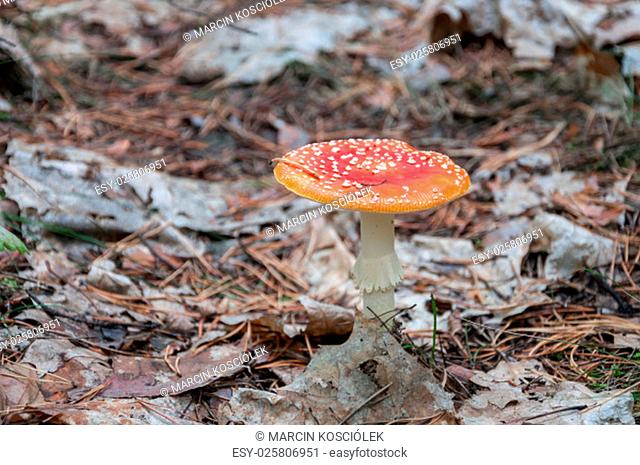 amanita muscaria - red toadstool in a forest. shallow depth of field