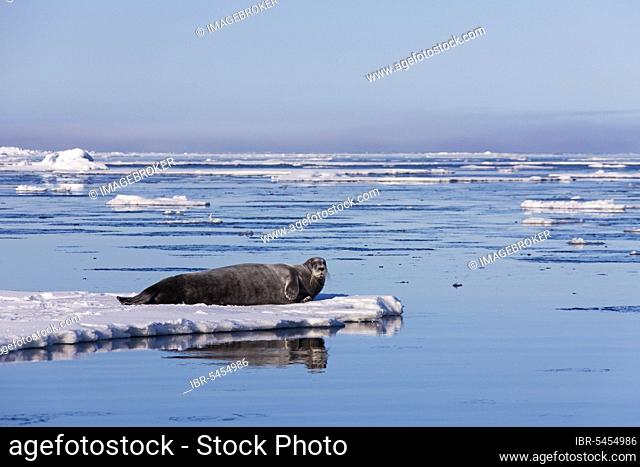 Bearded seal (Erignathus barbatus), square-flippered seal resting on ice floe, Svalbard, Norway, Europe