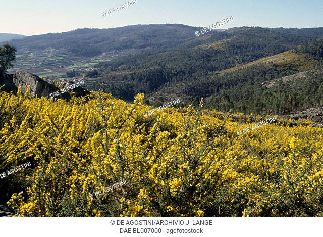 Gorse bushes in bloom on the high ground near Citania de Briteiros, Iron Age hillfort, Minho, Portugal. Castro culture, Iron Age
