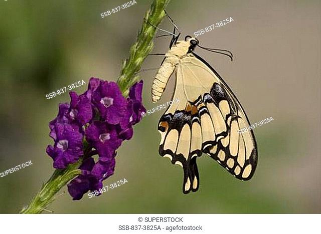 Close-up of a Giant Swallowtail butterfly Papilio cresphontes perching on a twig