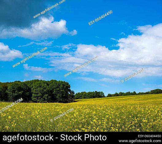 Spring rapeseed yellow blooming fields view, blue sky with clouds in sunlight. Natural seasonal, good weather, climate, eco, farming, countryside beauty concept