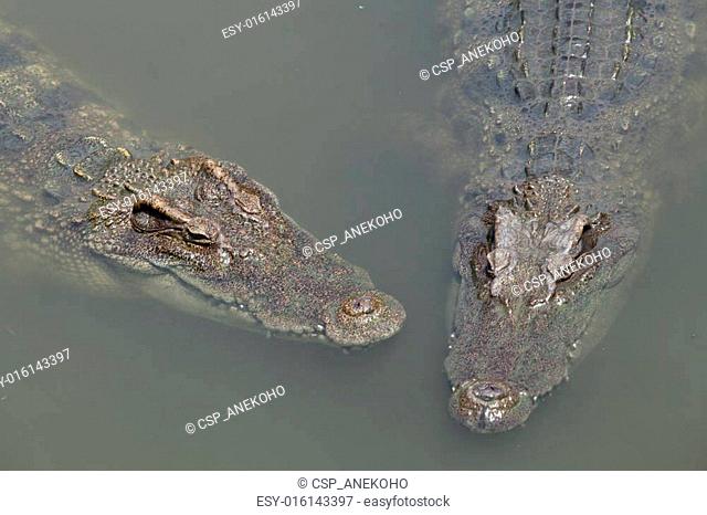 Two asia crocodil