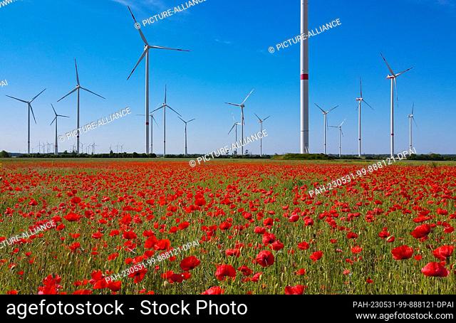 31 May 2023, Brandenburg, Sieversdorf: Bright red corn poppies bloom in a field on the edge of a wind energy park in the Oder-Spree district