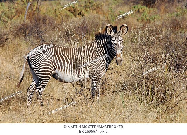 Grevy's Zebra (equus grevyi), Samburu National Reserve, Kenya, Africa