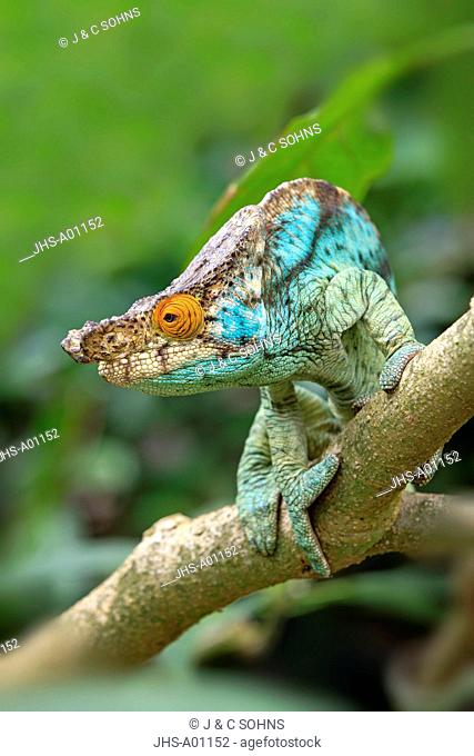 Parson's chameleon, Calumma parsonii, Madagascar, Africa, adult male searching for food portrait