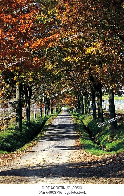 Tree-lined road, Pusterla Estate, Vigolo Marchese, Castell'Arquato, Colli Piacentini, Emilia-Romagna, Italy