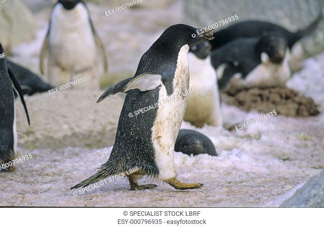 Adult Ad™lie Penguin Pygoscelis Adeliae collecting stones for the nest construction Commonwealth Bay, East Antarctica