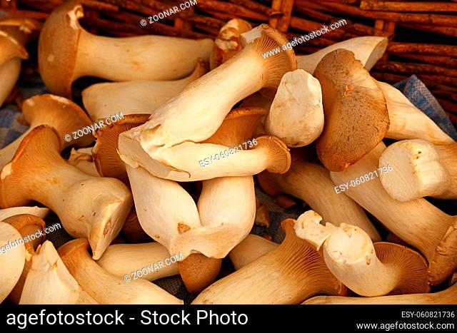 Close up king oyster mushrooms (Pleurotus eryngii, also known as brown trumpet or French horn mushrooms) in wicker wooden basket at retail display