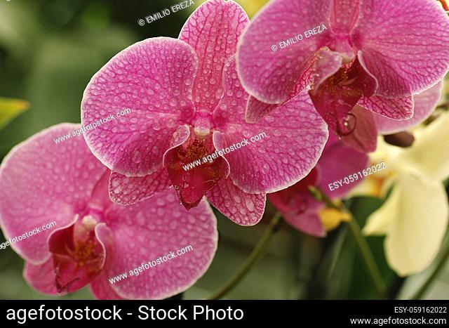 Orchid phalaenopsis with droplets