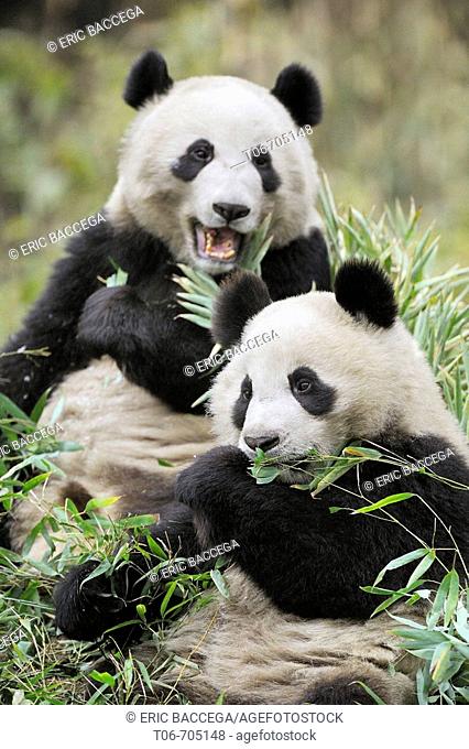 Two subadult giant pandas feeding on bamboo (Ailuropoda melanoleuca) Wolong Nature Reserve, China