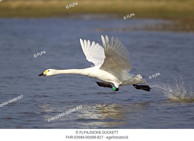 Bewicks Swan Cygnus bewickii adult, with leg ring, taking off from water, Slimbridge, Gloucestershire, England, march