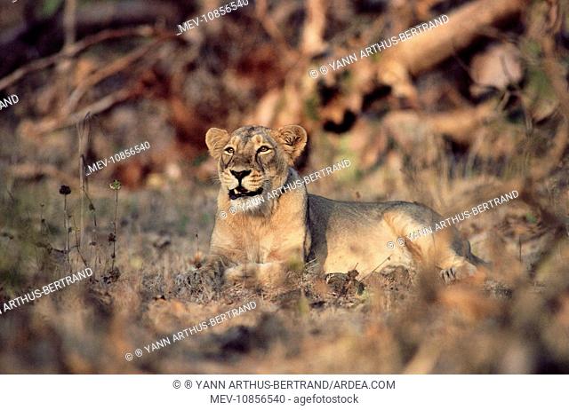 Indian / Asiatic Lion (Panthera leo persica ). Endangered