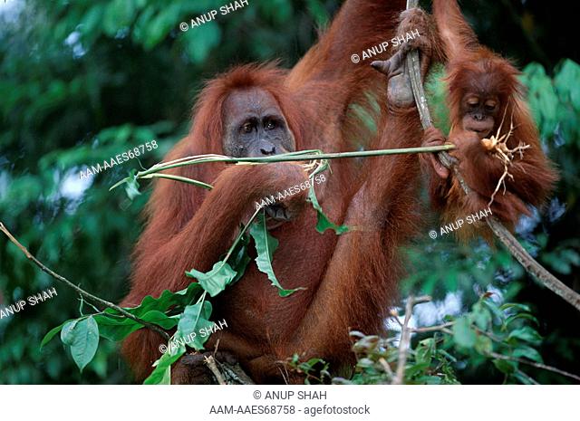 Sumatran Orang utan mother and young feeding on plants (Pongo pygmaeus abelii) Gunung Leuser National Park, Sumatra, Indonesia