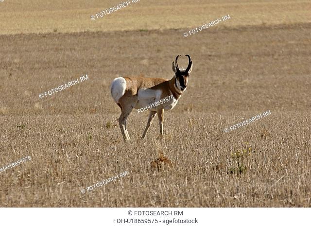 bunch, pronghorn, willow, field, antelope, male