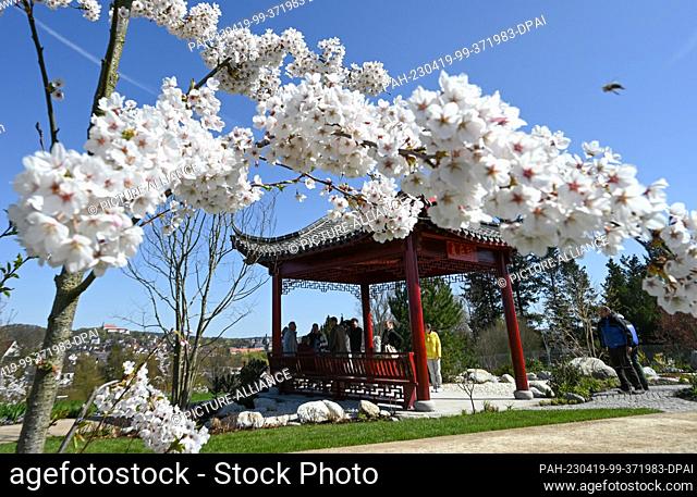 19 April 2023, Hesse, Fulda: A cherry tree blossoms in front of a temple of the Chinese partner region Liyang on the grounds of the State Garden Show Fulda 2