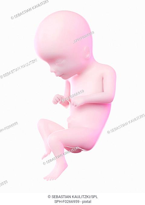Fetus at week 16, computer illustration